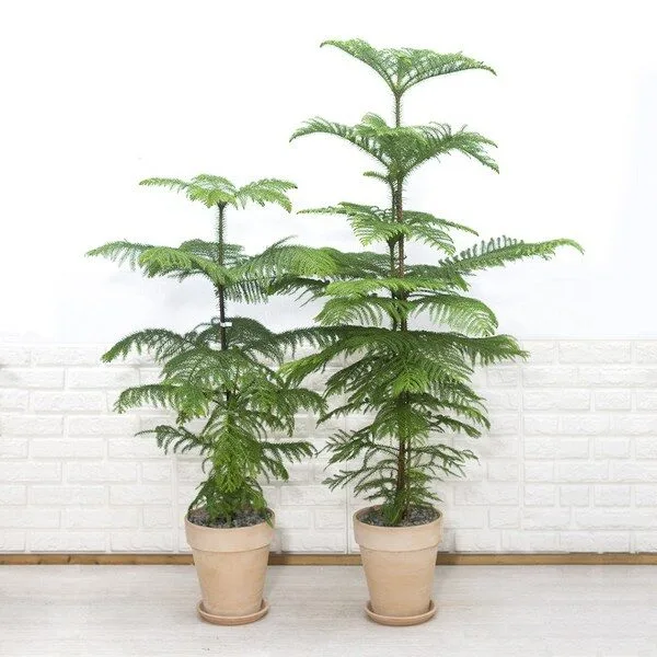 에싸카리브 특별할인 꿀템