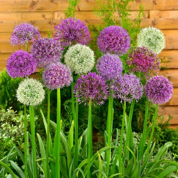 에싸카리브 역대급특가